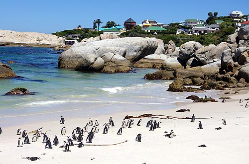 Pinguine in Simon's Town, SA